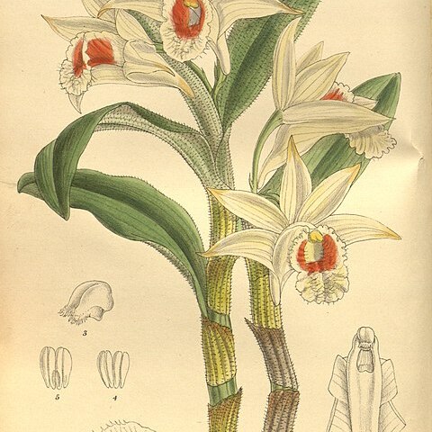 Dendrobium williamsonii unspecified picture