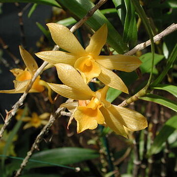 Dendrobium hancockii unspecified picture