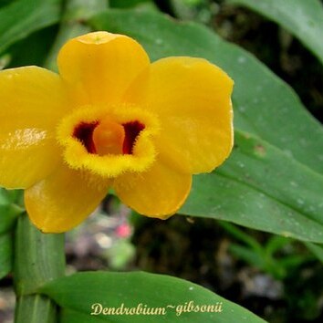 Dendrobium gibsonii unspecified picture