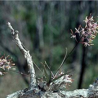 Dendrobium carronii unspecified picture