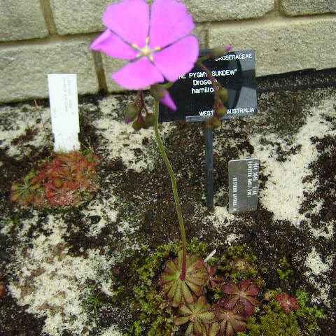 Drosera hamiltonii unspecified picture