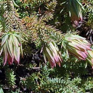 Darwinia oederoides unspecified picture