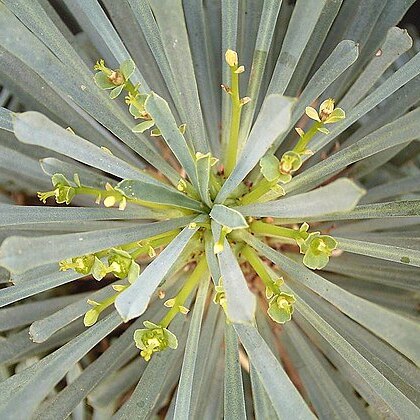 Euphorbia multifolia unspecified picture