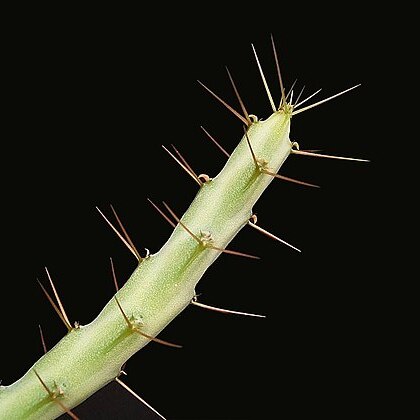 Euphorbia cuprispina unspecified picture