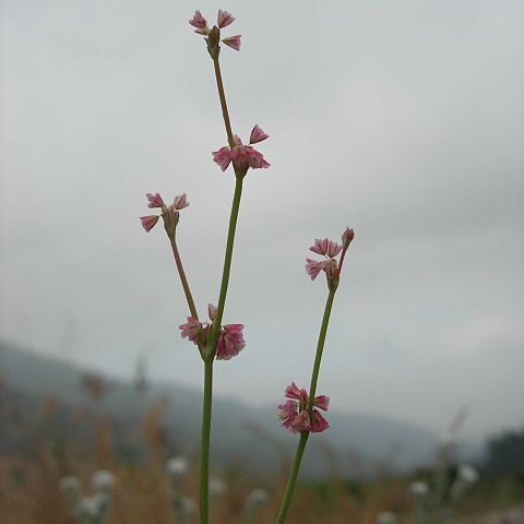 Eriogonum davidsonii unspecified picture