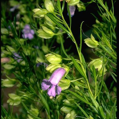 Eremophila gibsonii unspecified picture