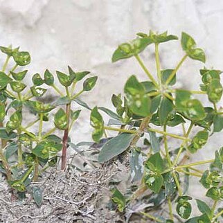 Euphorbia yildirimlii unspecified picture