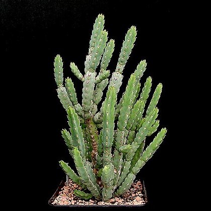 Euphorbia debilispina unspecified picture