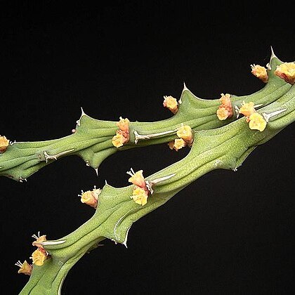 Euphorbia graciliramea unspecified picture