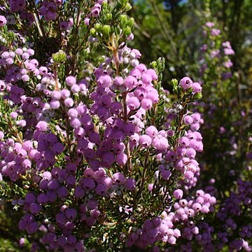 Erica hirtiflora unspecified picture