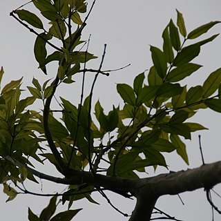 Ginoria nudiflora unspecified picture