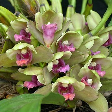 Bifrenaria inodora unspecified picture