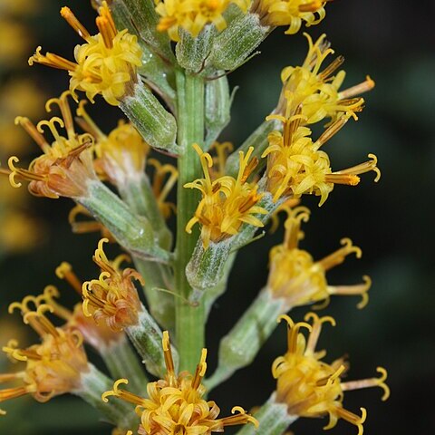 Rainiera stricta unspecified picture