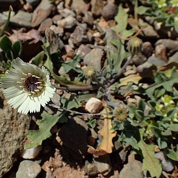 Picris albida unspecified picture