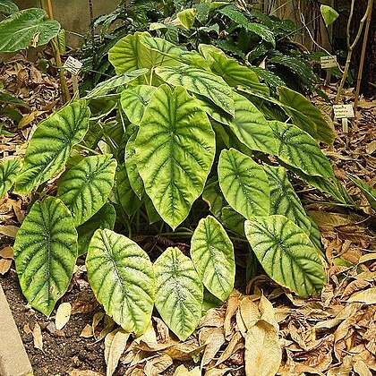 Alocasia augustiana unspecified picture