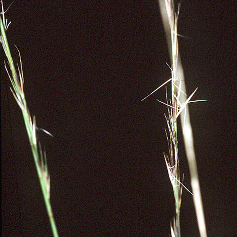 Aristida stricta unspecified picture