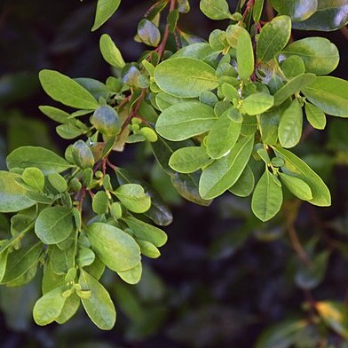 Azara integrifolia unspecified picture