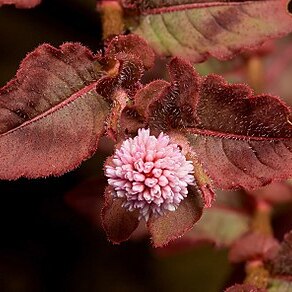 Persicaria unspecified picture