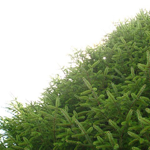 Picea morrisonicola unspecified picture