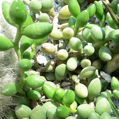 Adromischus unspecified picture