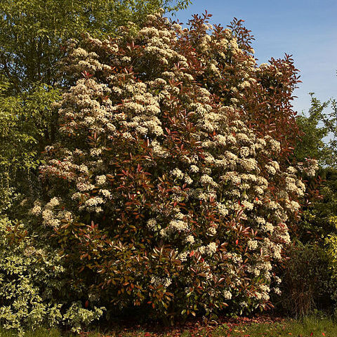 Photinia unspecified picture