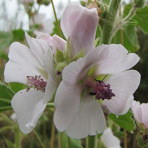 Althaea unspecified picture