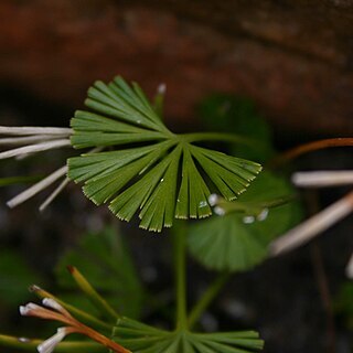 Actiniopteris dimorpha unspecified picture