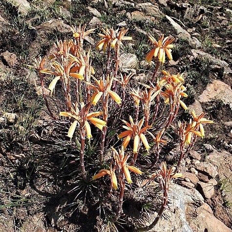 Aloe chortolirioides unspecified picture