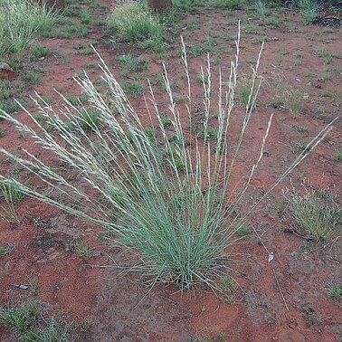 Aristida strigosa unspecified picture