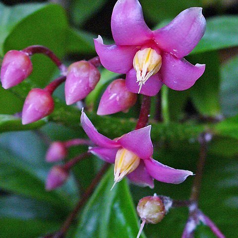 Ardisia wallichii unspecified picture