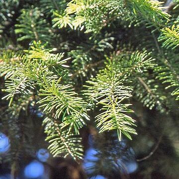 Picea maximowiczii unspecified picture