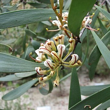 Hakea pandanicarpa unspecified picture