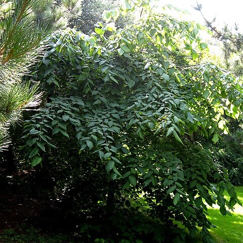 Tilia mexicana unspecified picture