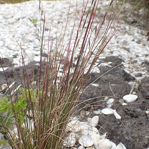 Puccinellia stricta unspecified picture