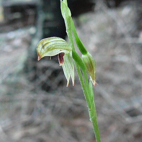 Pterostylis tunstallii unspecified picture