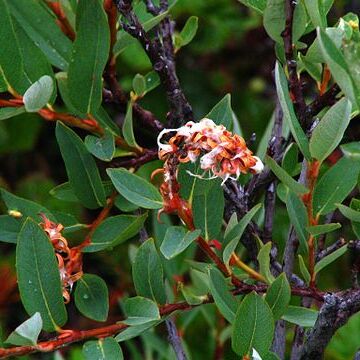 Salix myrtilloides unspecified picture