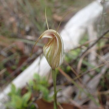 Pterostylis fischii unspecified picture