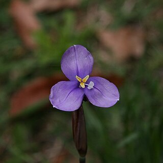 Patersonia fragilis unspecified picture