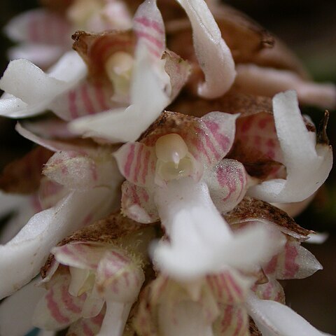 Saundersia mirabilis unspecified picture