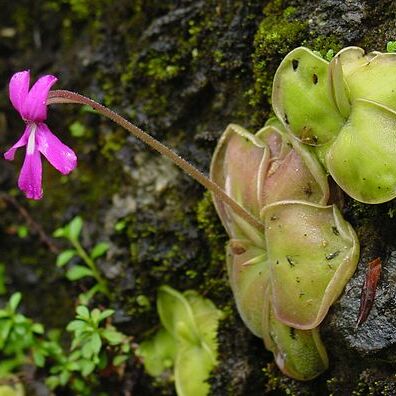 Pinguicula moranensis unspecified picture