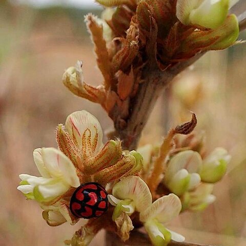 Flemingia grahamiana unspecified picture