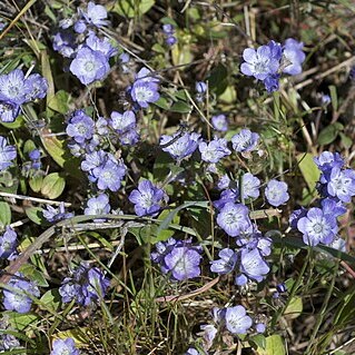 Phacelia divaricata unspecified picture