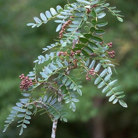 Sorbus wallichii unspecified picture