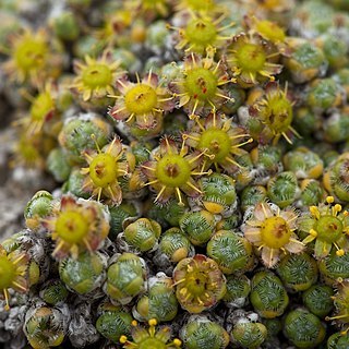 Saxifraga eschscholtzii unspecified picture