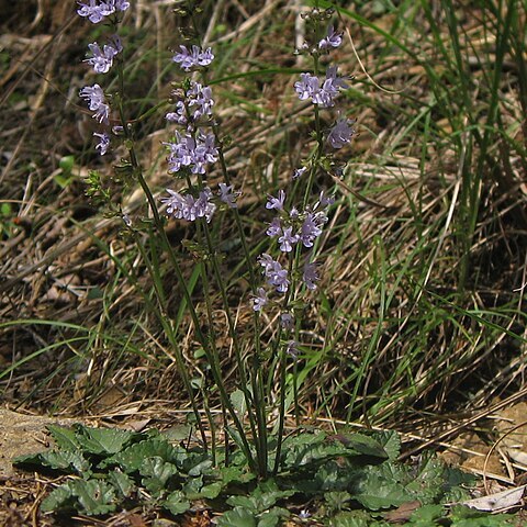 Salvia isensis unspecified picture