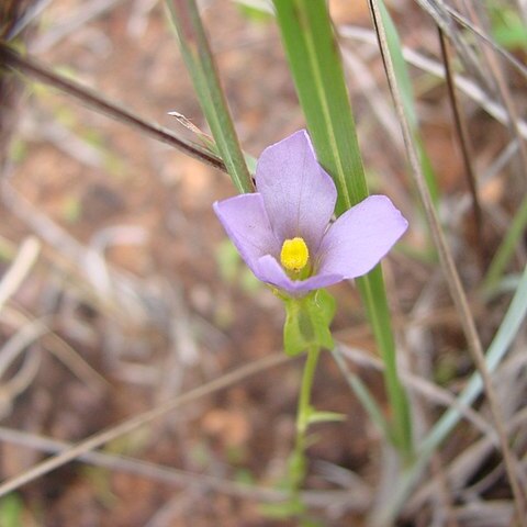 Schultesia gracilis unspecified picture