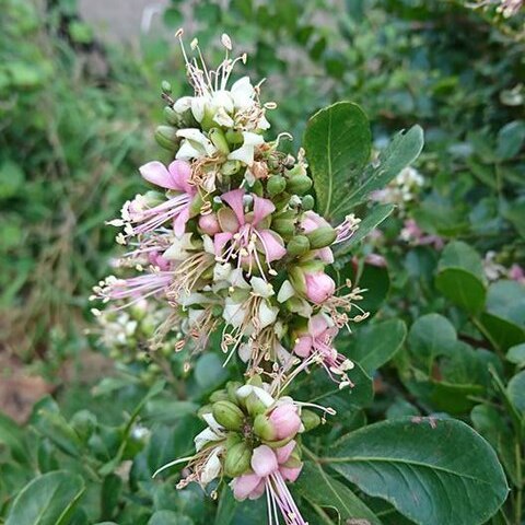 Schotia latifolia unspecified picture