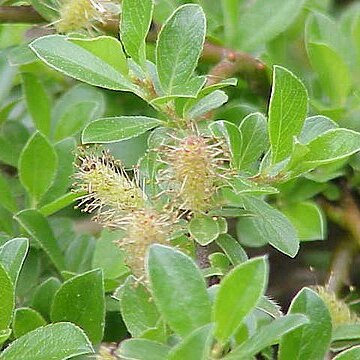 Salix x simulatrix unspecified picture