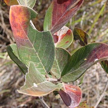 Psidium grandifolium unspecified picture