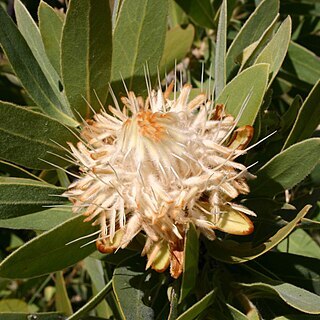 Protea welwitschii unspecified picture